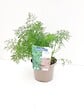 JARDIBEST - Aneth - Pot de 1L - vignette