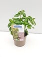 JARDIBEST - Basilic grand vert - Pot de 1L - vignette