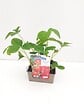 JARDIBEST - Fraisier Ciflorette - 4 plants - vignette