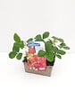 JARDIBEST - Fraisier Mara des Bois - 4 plants - vignette