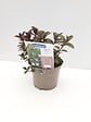JARDIBEST - Menthe poivrée - Pot de 1L - vignette