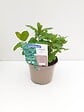 JARDIBEST - Menthe verte - Pot de 1L - vignette