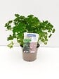 JARDIBEST - Persil frisé vert foncé race Frison - Pot de 1L - vignette