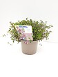 JARDIBEST - Thym Serpolet - 1L - vignette