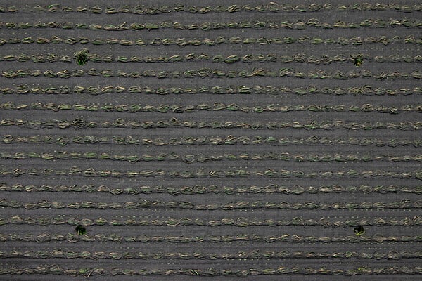 EXELGREEN - Gazon artif 20mm 1x4m - large