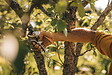FISKARS - Sécateur Plus P751 à  lame franche en métal - à˜ 24 mm - Power lever - vignette