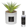 ATMOSPHERA - Coffret senteur en verre - Comptoir de la Bougie cactus - 19,2cm - vignette