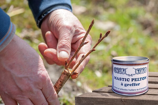 PELTON - Mastic à greffer 200g - Pâte cicatrisante - Cire d'abeille - large