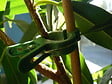 IDEAL GARD - 6 clips pour plantes IDEAL GARDEN grand modèle - vignette