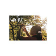 FISKARS - Pack FISKARS Sécateur à lame franche - Power Lever - P751 - 24mm - Scie de jardin SW16 - Solid - 12cm - vignette