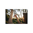 FISKARS - Pack FISKARS Sécateur à lame franche - Power Lever - P751 - 24mm - Scie de jardin SW16 - Solid - 12cm - vignette