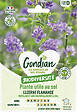 GONDIAN - Graines engrais vert - Luzerne Flamande - Sachet 210g - vignette
