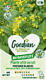 GONDIAN - Plantes utiles au sol - Moutarde Blanche Gondian - vignette