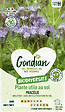 GONDIAN - Plantes utiles au sol - Phacélie Gondian - vignette