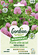 GONDIAN - Graines de trèfle violet - Couvre-sol - 10m² - vignette
