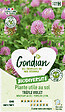 GONDIAN - Engrais vert Trèfle Violet - 70m² - Fixateur d'azote - vignette