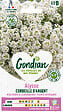 GONDIAN - Graines de fleurs - Alysse Corbeille d'Argent - Blanc - 1g - vignette