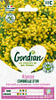 GONDIAN - Corbeille d'or vivace - Jaune d'or - 30cm - vignette