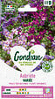 GONDIAN - Plante tapissante Aubriétia Hybride - Floraison précoce - vignette