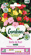 GONDIAN - Belle de nuit Variée Gondian - vignette