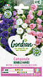 GONDIAN - Graines Campanule Double Variée - vignette