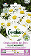 GONDIAN - Chrysanthème Maximum Shasta Daisy Gondian - vignette