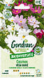 GONDIAN - Graines de Cosmos Vega Varié - Hauteur 60cm - vignette