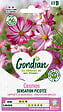 GONDIAN - Cosmos Picotée Gondian - vignette