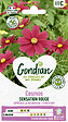 GONDIAN - Cosmos Sensation Rouge Gondian - vignette