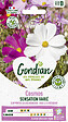 GONDIAN - Cosmos Sensation Varié Gondian - vignette