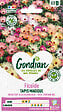 GONDIAN - Ficoïde Criniflorum varié Gondian - Plante grasse - 15cm - vignette