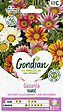 GONDIAN - Gazania Splendens Varié Gondian - vignette