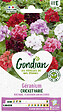 GONDIAN - Géranium Cricket Varié HF2 Gondian - vignette