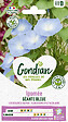 GONDIAN - Ipomée Bleu Azur Gondian - vignette