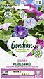 GONDIAN - Ipomée Volubilis Variée Gondian - vignette