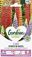 GONDIAN - Lupin Hybride de Russell Vivace - Multicolore - 1,5m - vignette