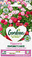 GONDIAN - Graines de pâquerette Superpomponnette - Bisannuelle - 15cm - vignette