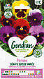GONDIAN - Pensée Géante Suisse Gondian - Multicolore - Bisannuelle - vignette