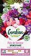 GONDIAN - Pois de senteur grimpant Spencer Varié - Multicouleur - 5 g - vignette