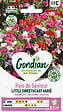 GONDIAN - Pois de Senteur Little Sweetheart - 25cm - vignette