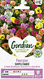 GONDIAN - Pourpier Simple Varié Gondian - vignette