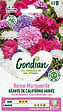 GONDIAN - Reine-Marguerite Géante de Californie Variée Gondian - vignette