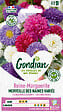 GONDIAN - Reine-Marguerite Merveille des Naines Variée Gondian - vignette