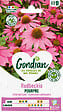 GONDIAN - Plante vivace Rudbeckia Pourpre Magnus rose pourpre 90cm - vignette