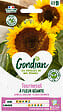 GONDIAN - Tournesol à Fleur Géante - massif - hauteur 2 à 3 m - vignette