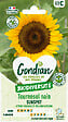GONDIAN - Tournesol Nain Sunspot - Graines - Jaune orangé - 30cm - vignette