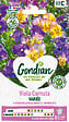 GONDIAN - Viola Cornuta Variée - Fleurs blanc bleu jaune violet - vignette