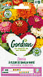 GONDIAN - Graines de Zinnia à Fleur de Dahlia écarlate - 12 à 15cm - vignette