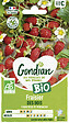 GONDIAN - Graines de Fraisier des Bois - Bio - Rustique - vignette