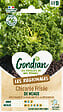 GONDIAN - Chicorée frisée - Variété d'été - Chicorée de Meaux - vignette